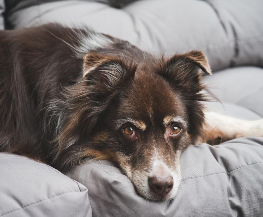 seguro para perros